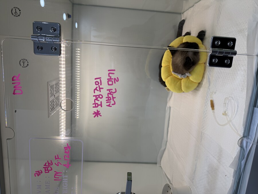 연순이(19세)가 무지개 다리를 건넜습니다._6.jpg