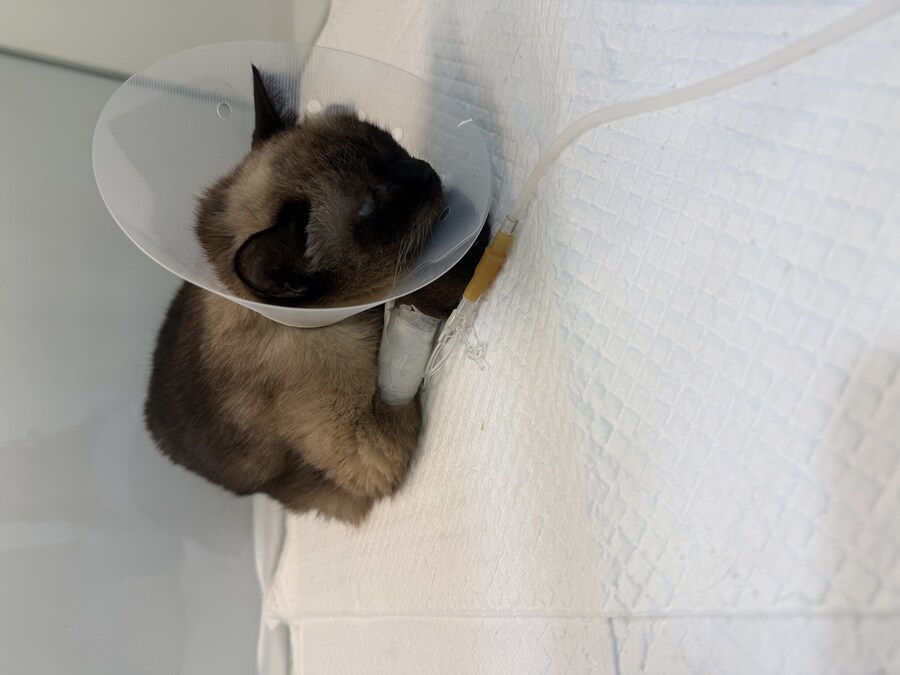 연순이(19세)가 무지개 다리를 건넜습니다._7.jpg