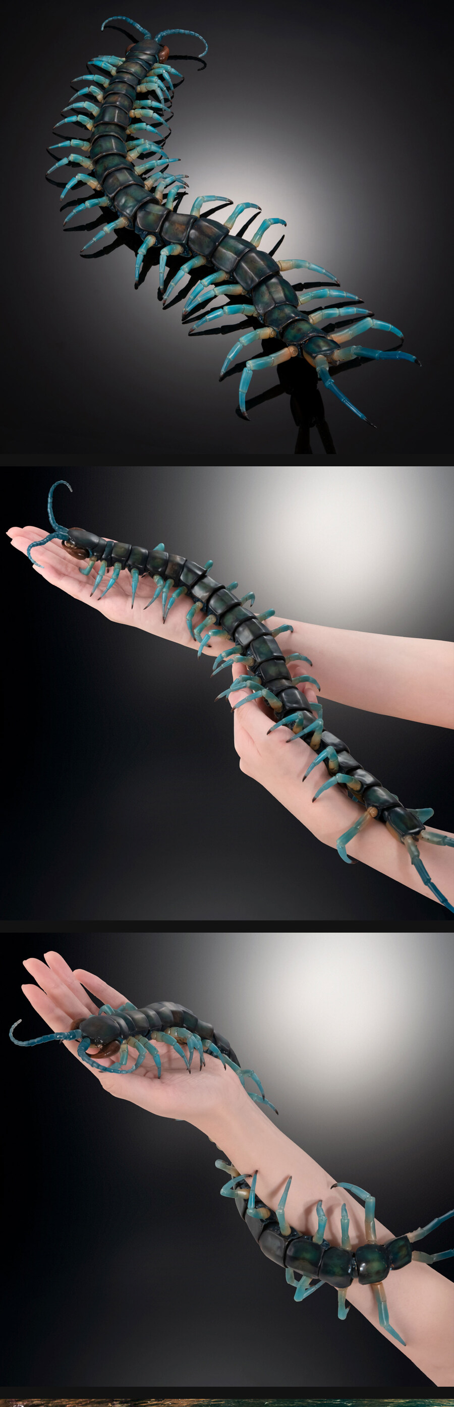 [반남코몰] 생물대도감 스콜로펜드라 알키오나, 쌍살벌_2.jpg