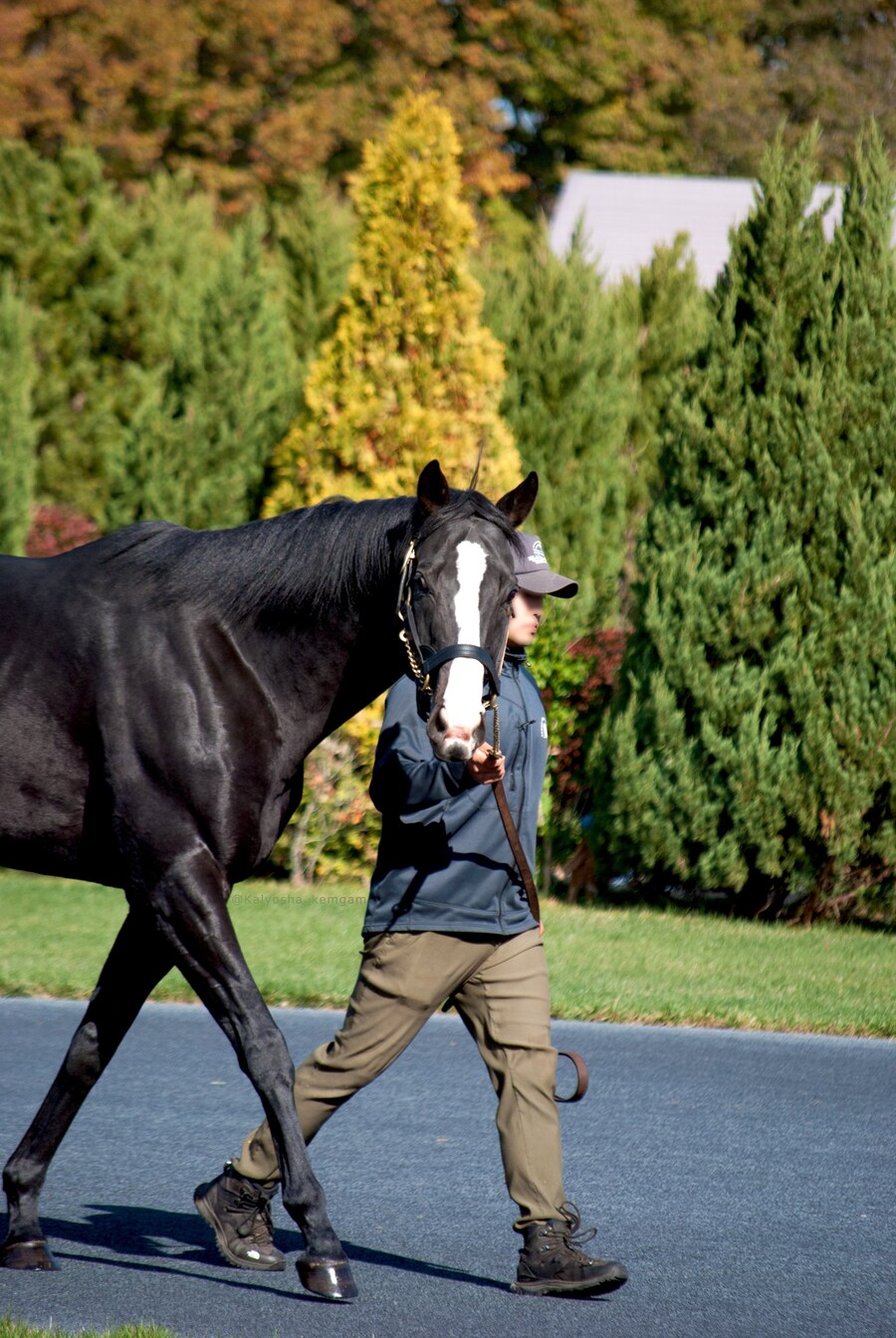경마) 이퀴녹스 근황_1.png