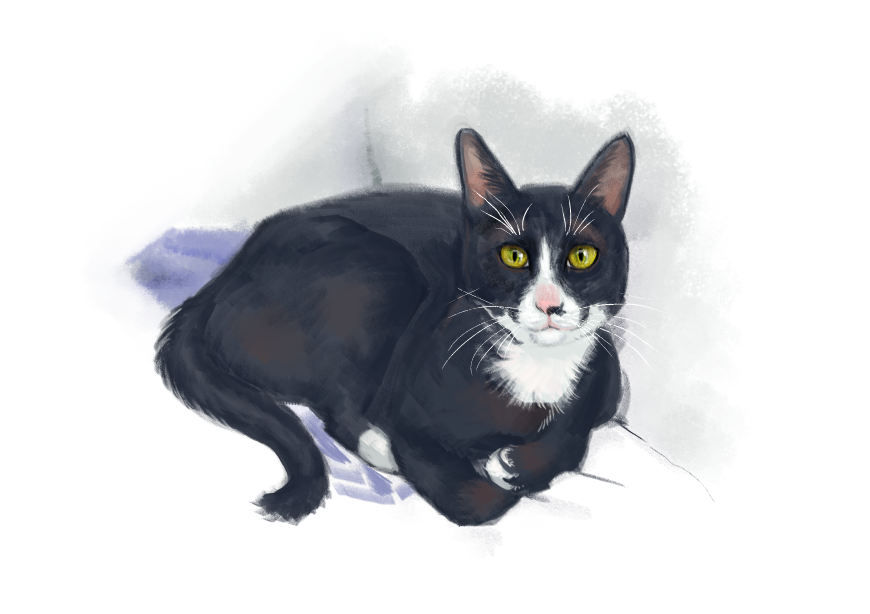 고양이) 넘으집 고양이_1.png