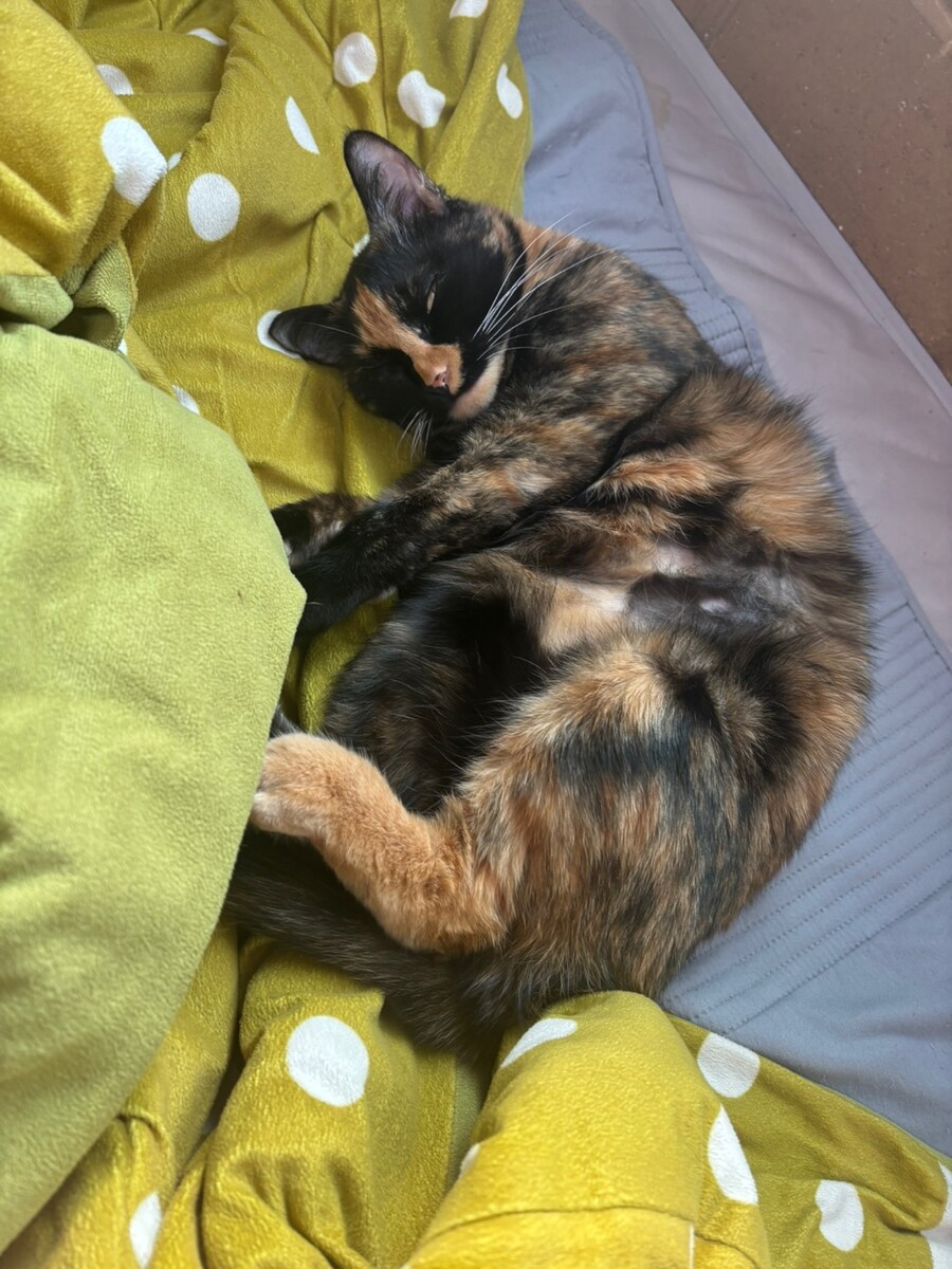 우리집 고우앵이_1.jpg