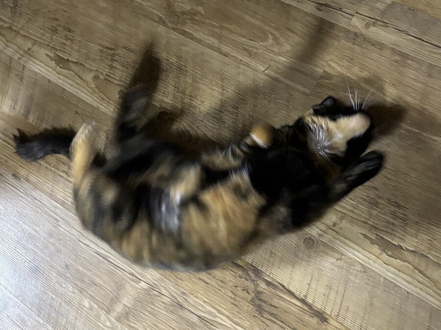 우리집 고우앵이_5.jpg