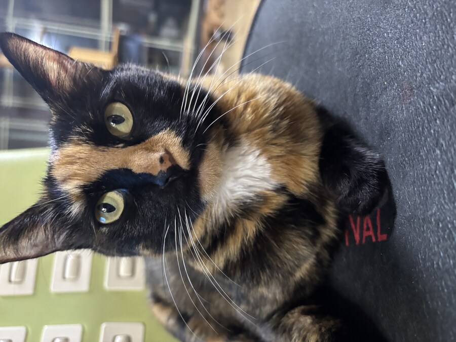 우리집 고우앵이_6.jpg