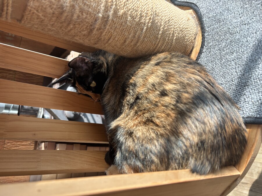 우리집 고우앵이_2.jpg