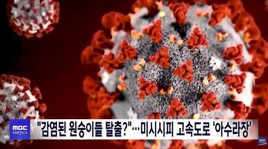 미국 원숭이 탈출 보고 떠오른 장면_2.jpg