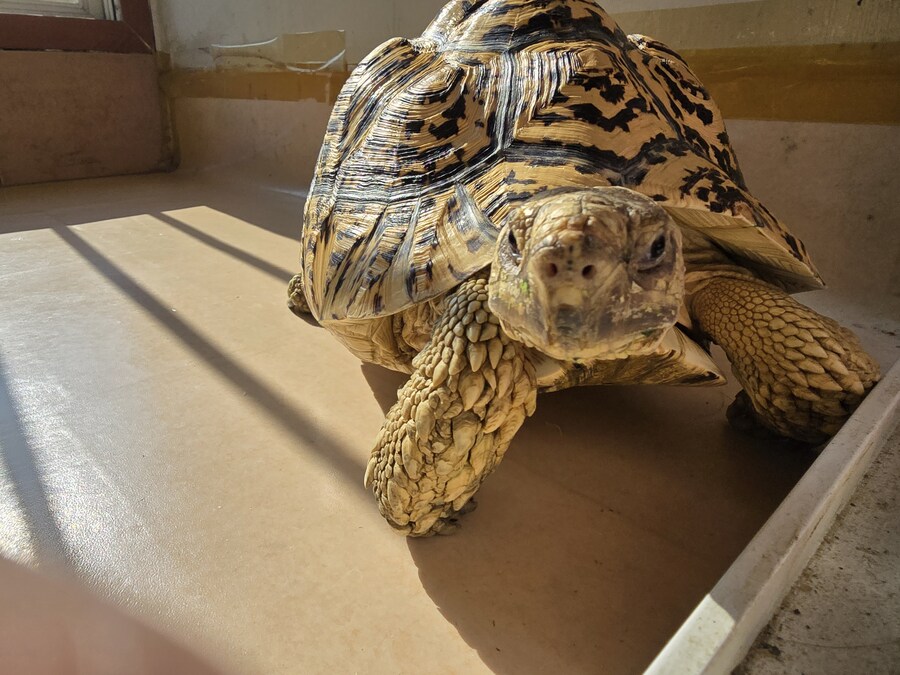 그레이트 다간과 세븐체인져_10.jpg