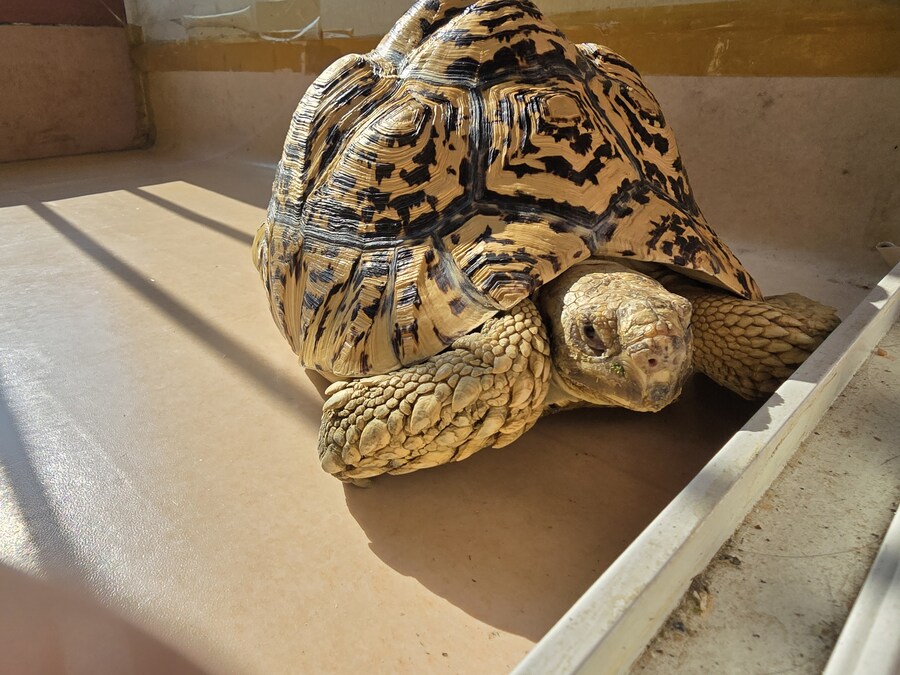 그레이트 다간과 세븐체인져_11.jpg