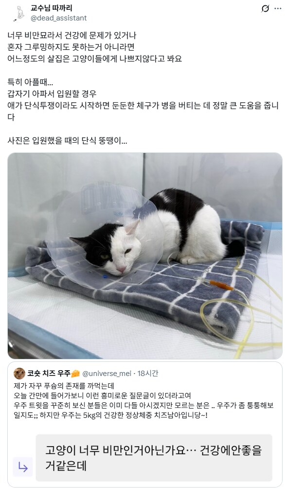 고양이도 어느 정도 살집은 있는게 좋다.jpg_1.png