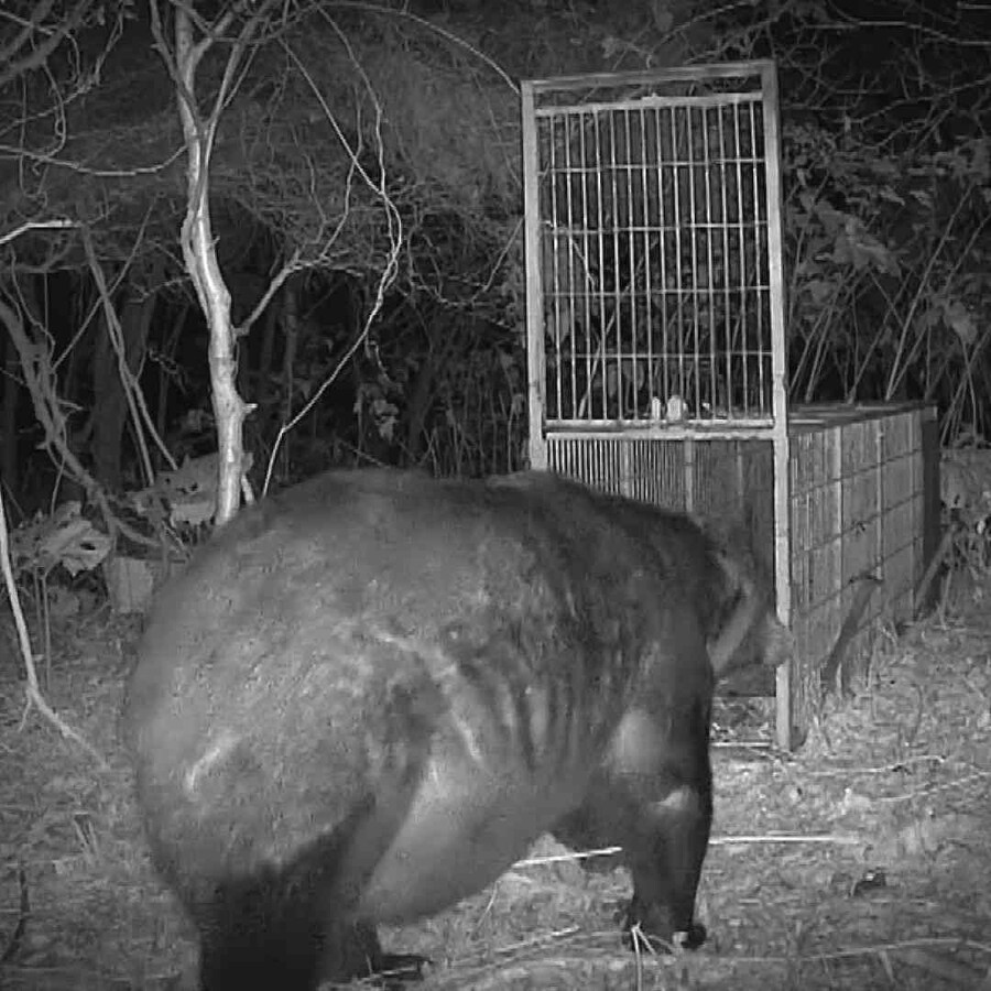 오늘 홋카이도에 나타난 400kg급 불곰_1.jpg