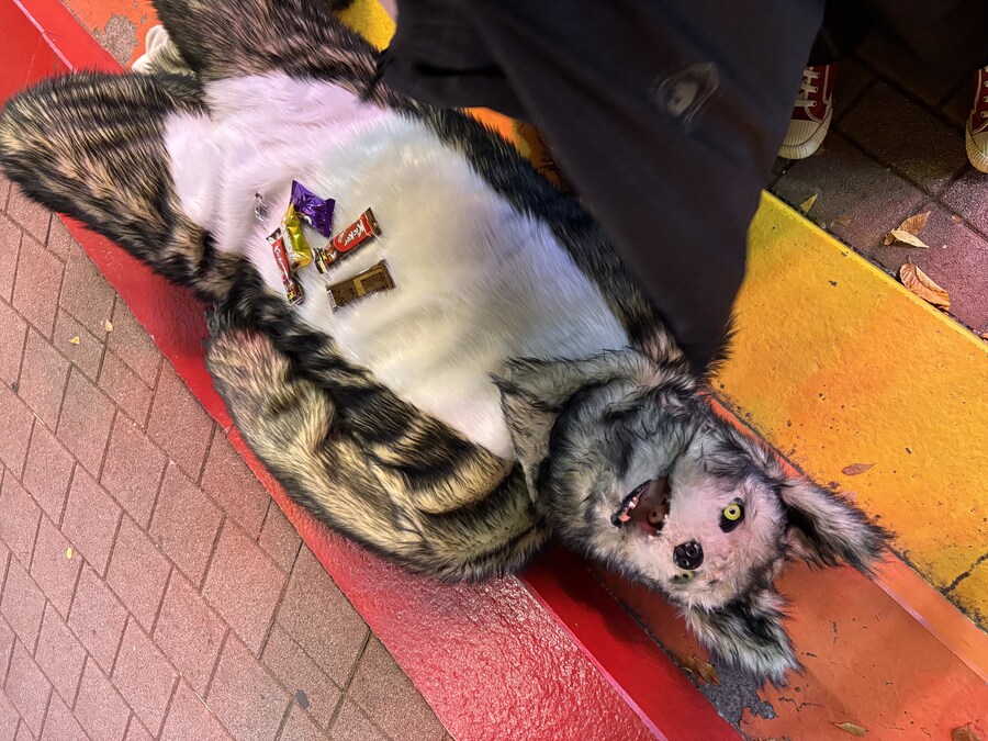 홍대에서 늑대 퍼리 퍼슈트 코스프레 하고 왔다_9.jpg