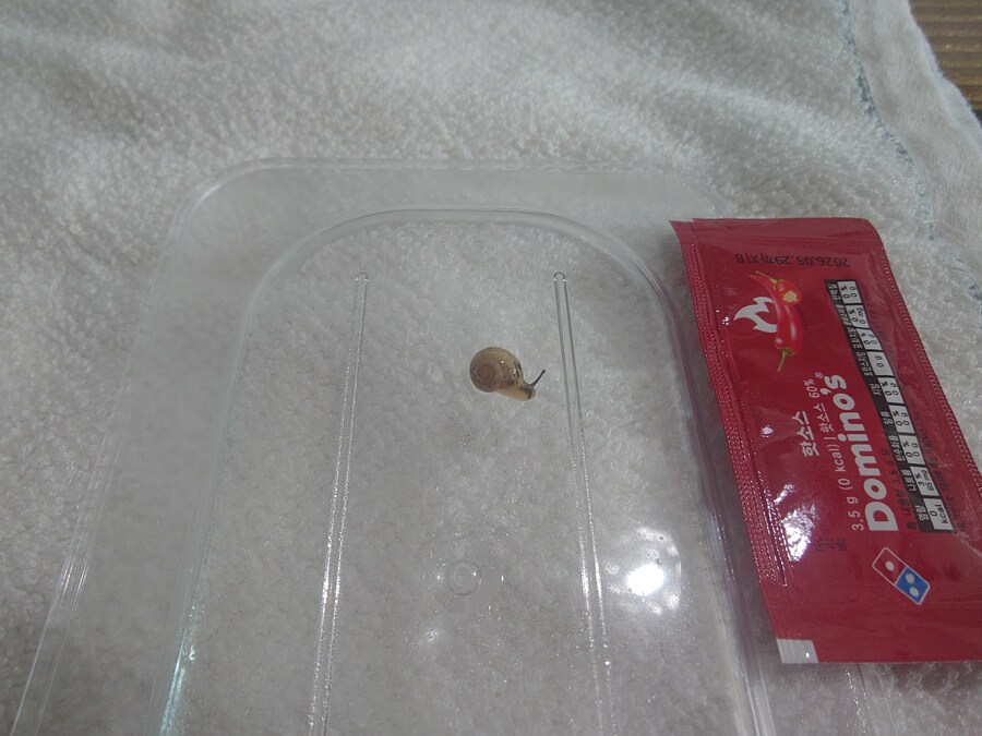 우리집 애기달팽이 좀 보고 가_1.jpg