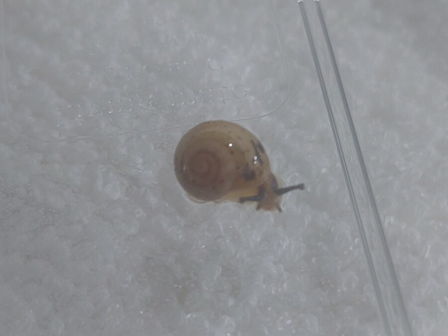 우리집 애기달팽이 좀 보고 가_3.jpg