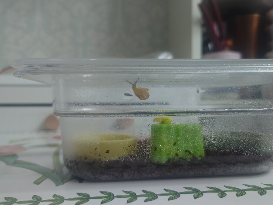 우리집 애기달팽이 좀 보고 가_4.jpg