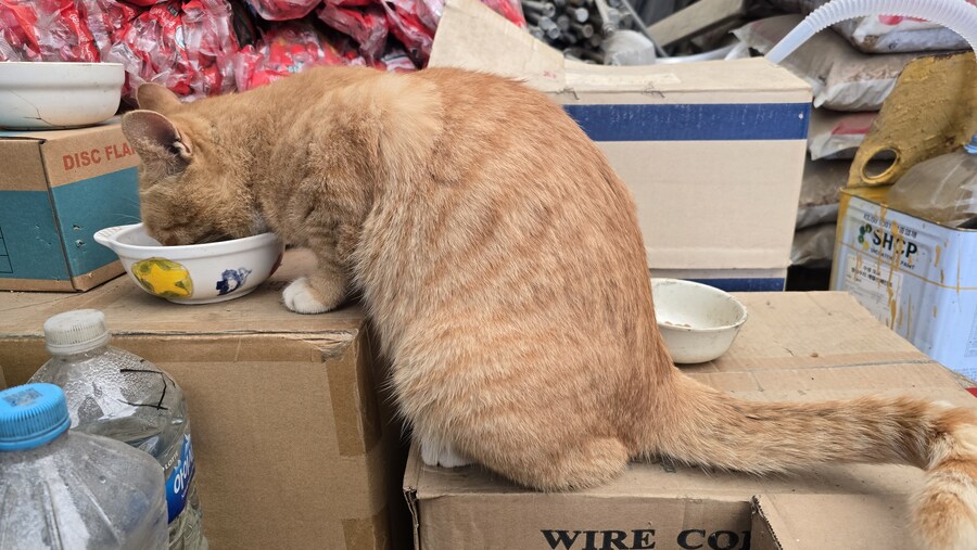 일터에 밥 먹으러 오는 고양이 3_14.jpg