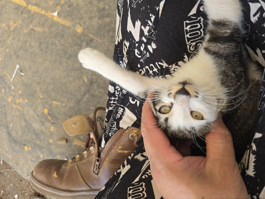 일터에 밥 먹으러 오는 고양이 3_19.jpg