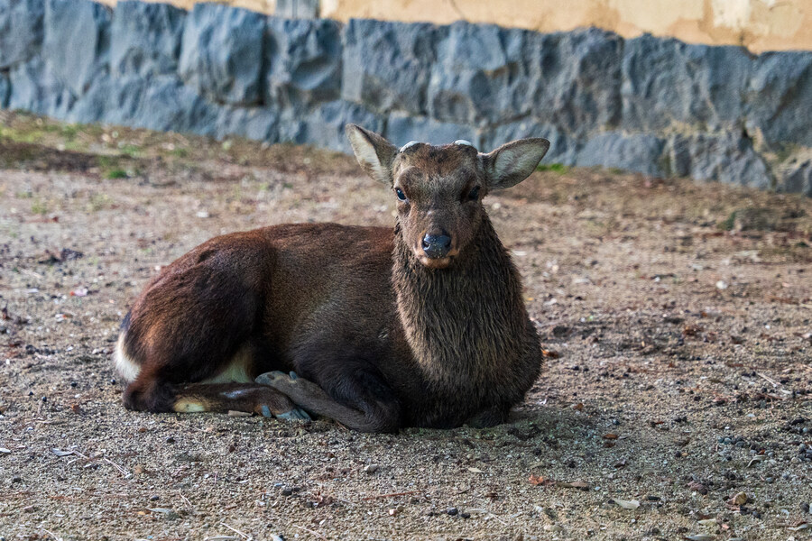 푸른 눈의 여친과의 갈때까지 '간사이' 여행_84.jpg
