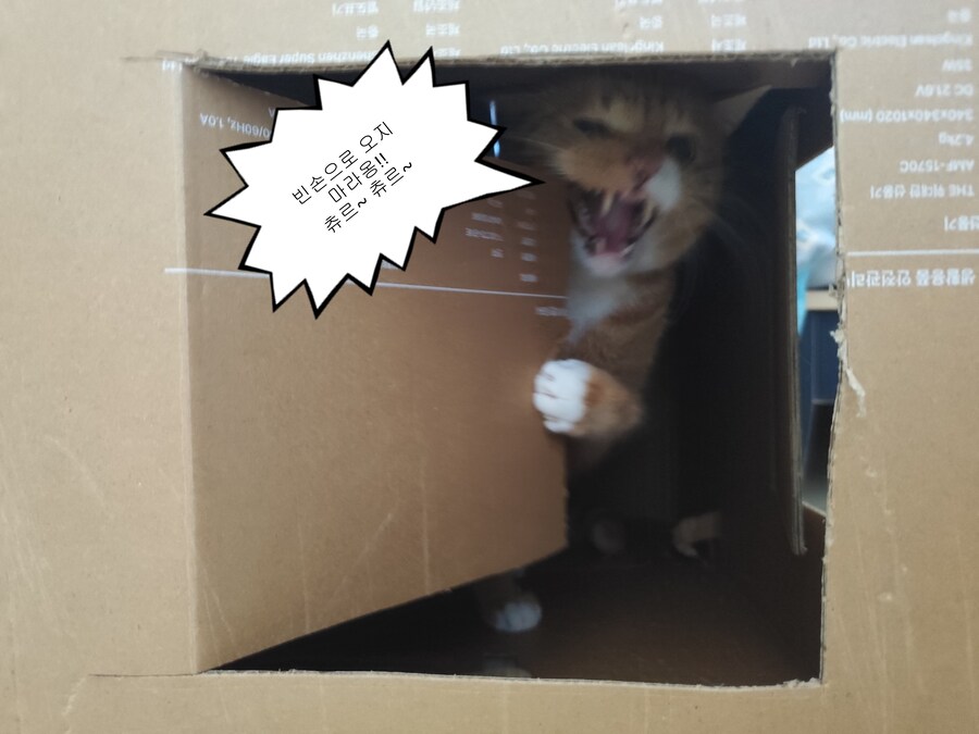 박스로 고양이 집을 확장해주고 집들이 갔습니다._3.jpg