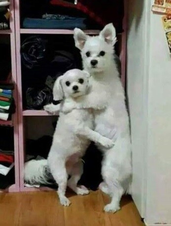 카톡)근데 진짜 몰라서 묻는데 카카오톡 롤백 안됨?_1.jpg