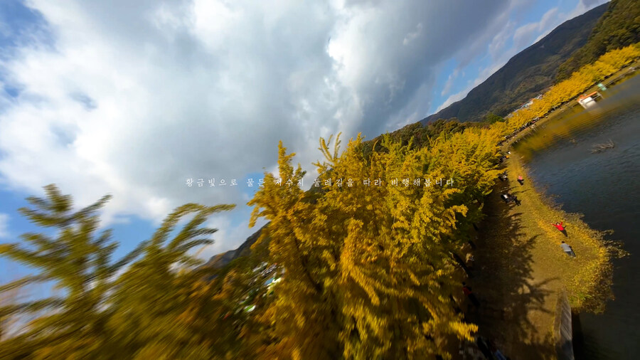 [실시간 단풍] 11월 2일 문광저수지, 은행나무 황금빛 절정 바로 직전!_5.jpg