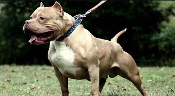 옛날 아재들이 들개들을 쫓아낸 방법.jpg_2.jpg