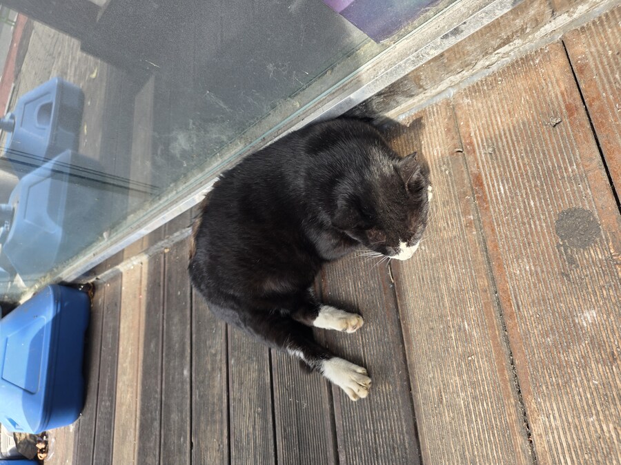 단골집 고양이들_1.jpg