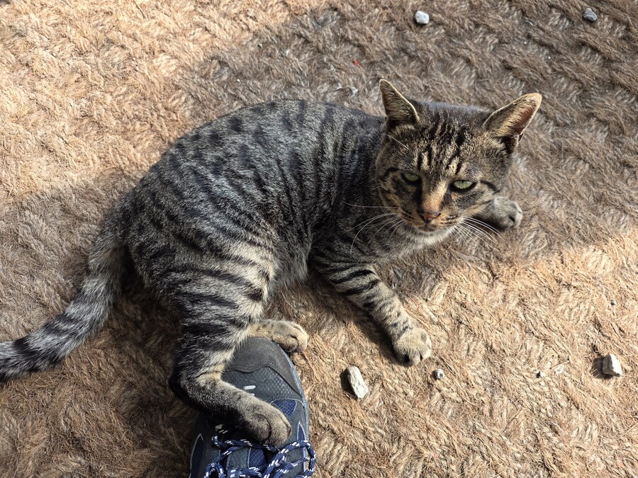 단골집 고양이들_4.jpg