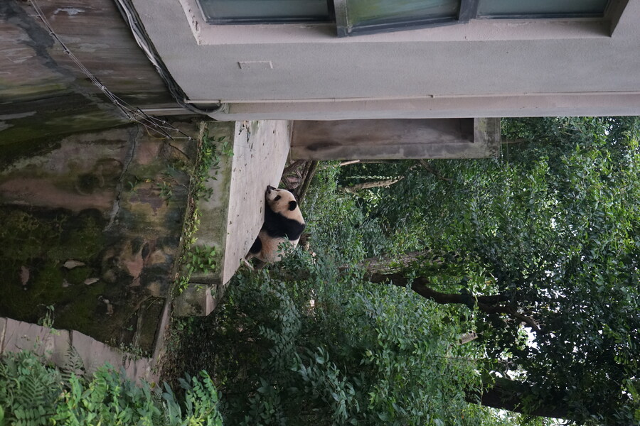 성도(청두)에서 팬더보고 왔습니다._7.jpg