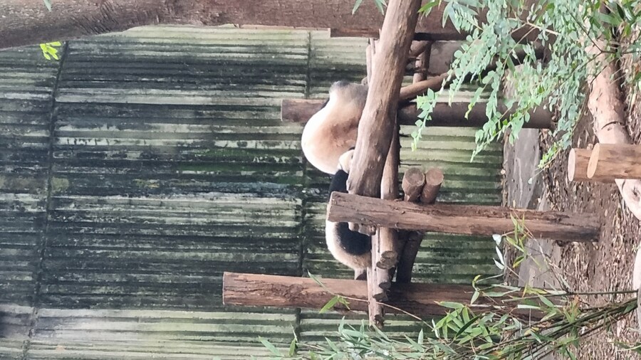 성도(청두)에서 팬더보고 왔습니다._10.jpg