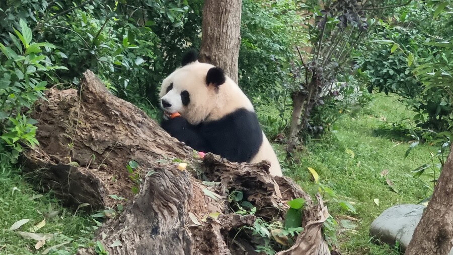 성도(청두)에서 팬더보고 왔습니다._19.jpg
