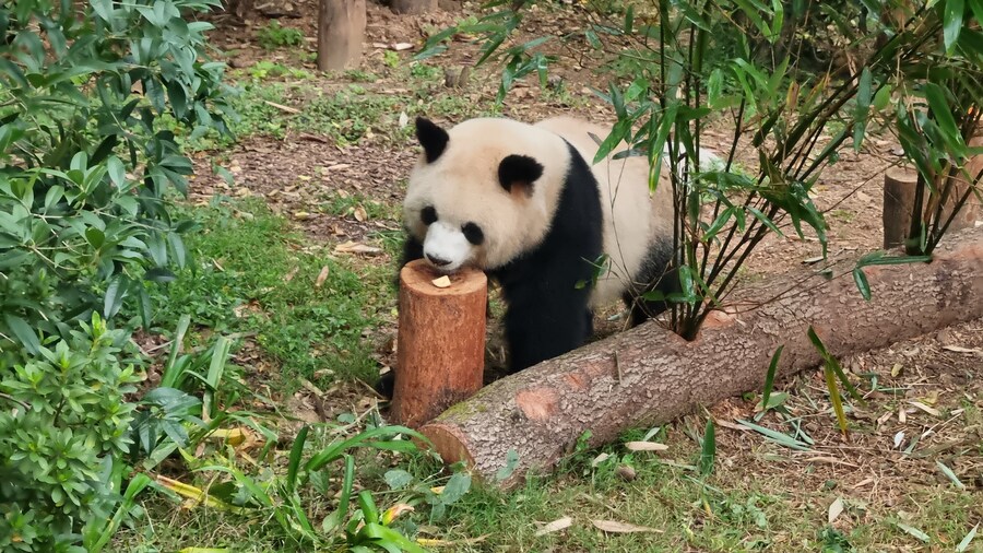 성도(청두)에서 팬더보고 왔습니다._23.jpg