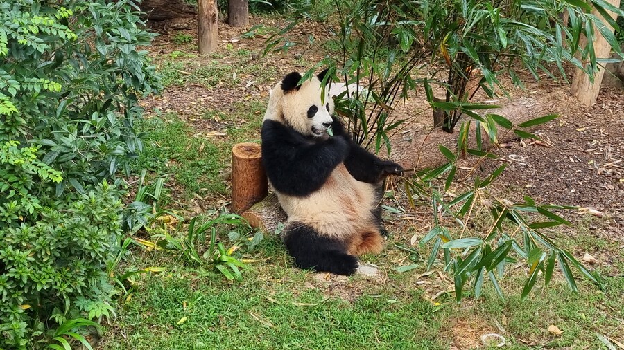 성도(청두)에서 팬더보고 왔습니다._25.jpg