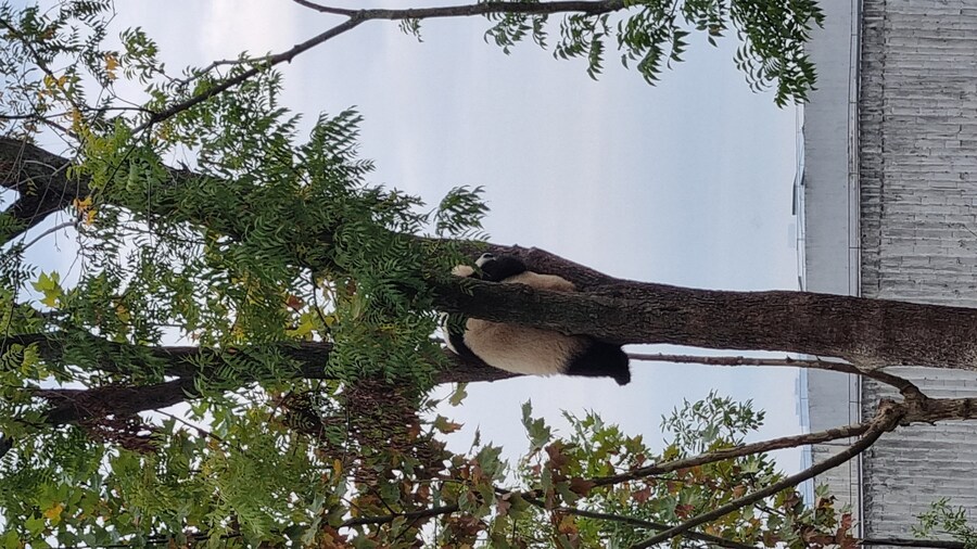 성도(청두)에서 팬더보고 왔습니다._33.jpg