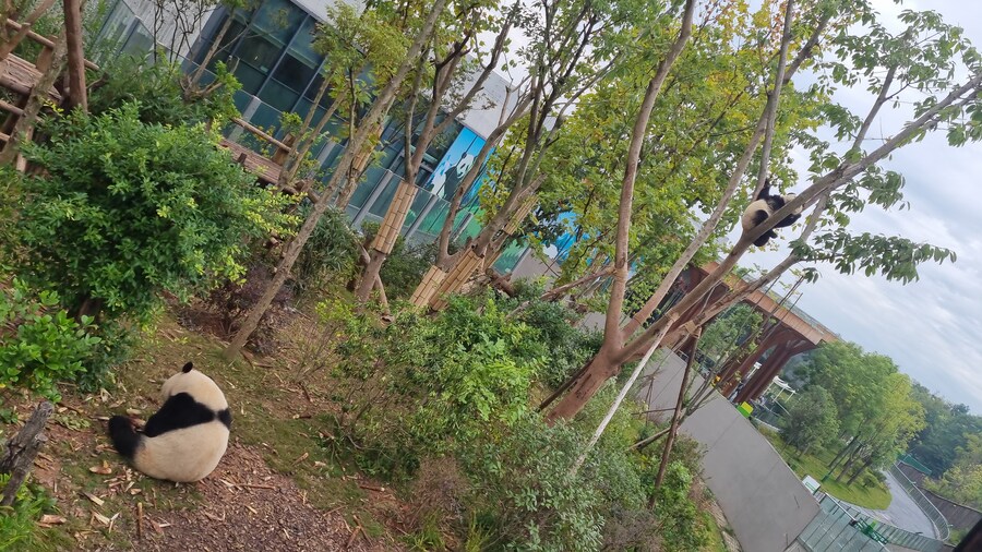 성도(청두)에서 팬더보고 왔습니다._36.jpg