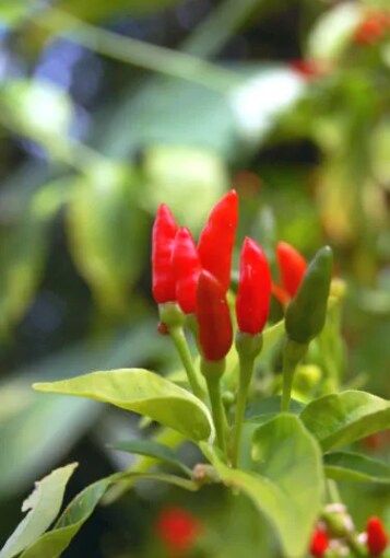 페페론치노 빨간약 먹었다_3.png