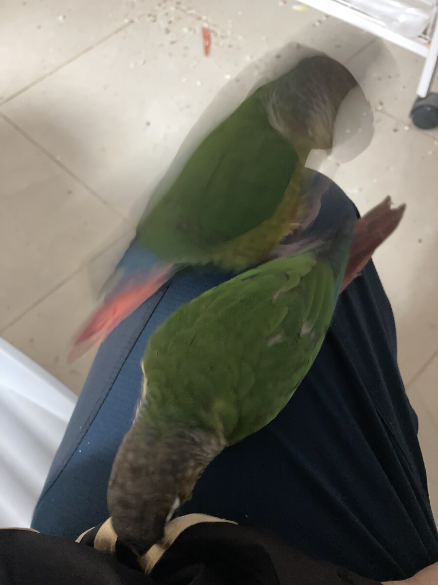 우리집 앵무_1.png