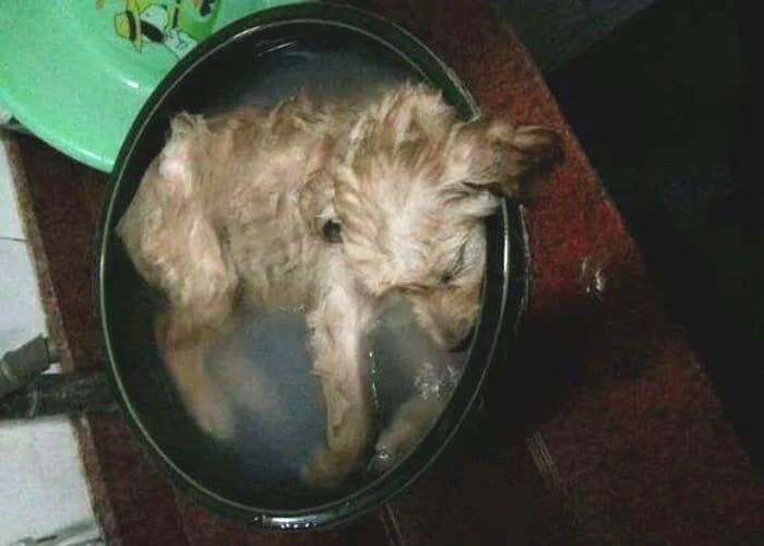 강아지를 싫어하는 아내가 남편한테 보낸 문자_1.jpg