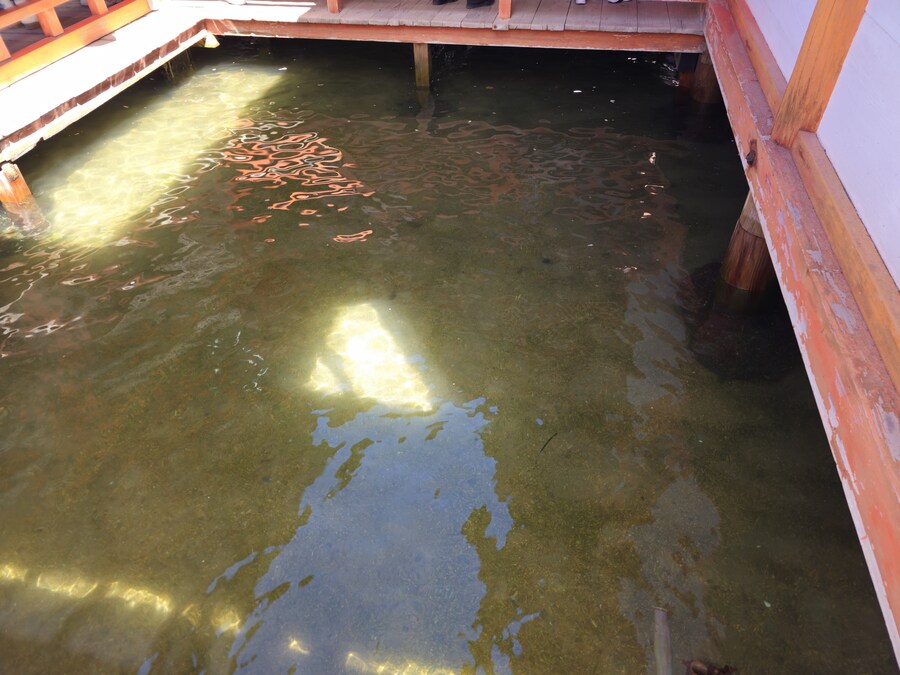 만성소화불량자의 8박9일 히로시마 여행 2일차 (미야지마)_40.jpg