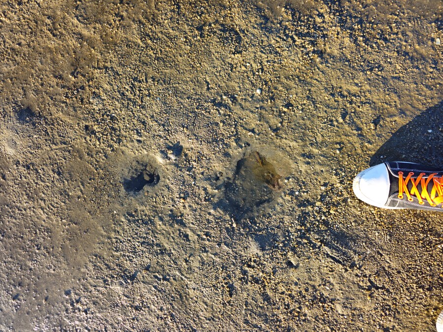 만성소화불량자의 8박9일 히로시마 여행 2일차 (미야지마)_102.jpg