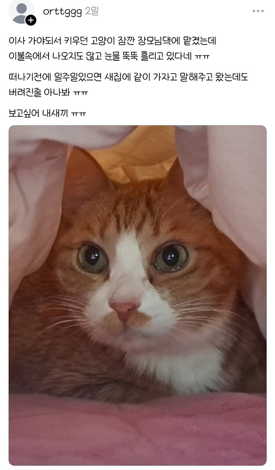 버려진줄 알고 눈물 흘리는 고양이_1.jpg
