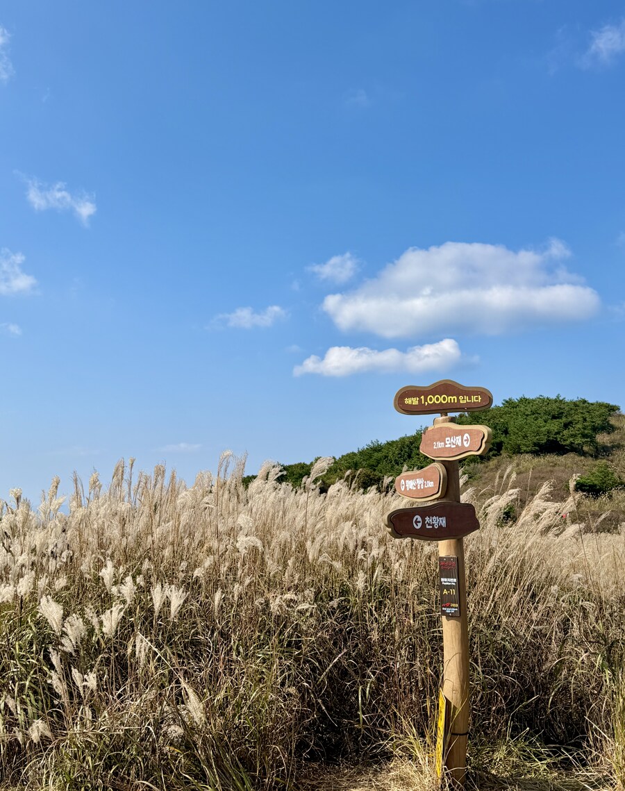 황매산 억새축제_16.jpg