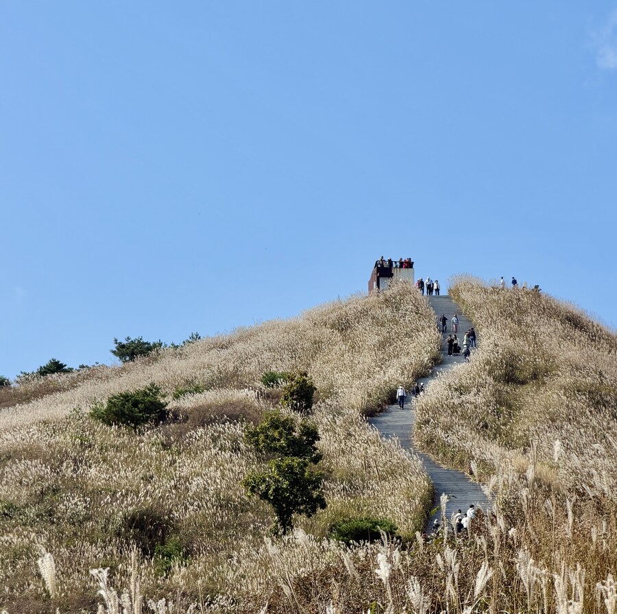 황매산 억새축제_18.jpg