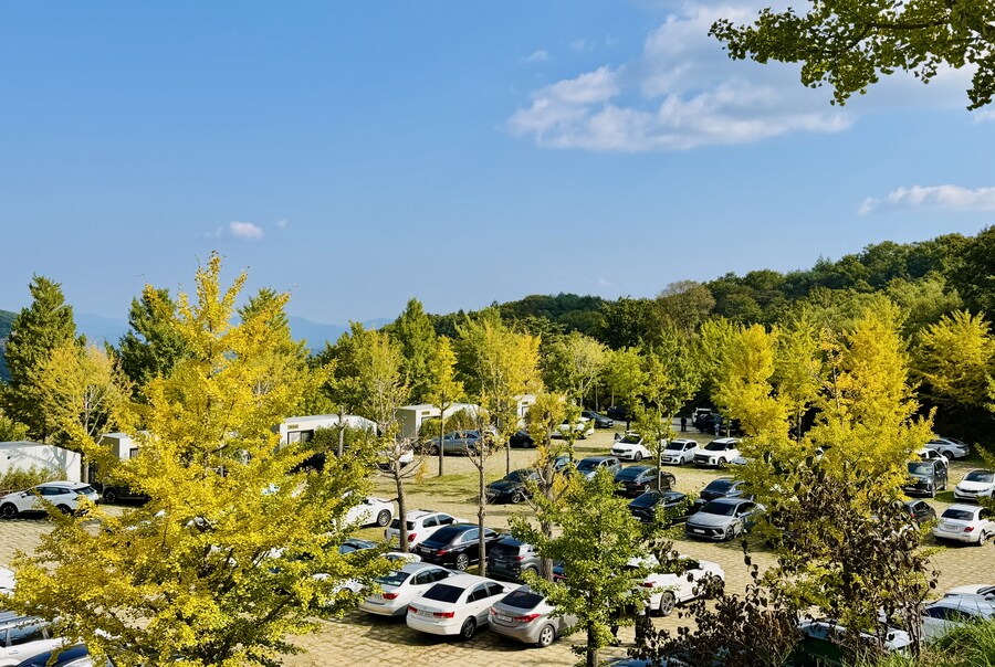 황매산 억새축제_19.jpg