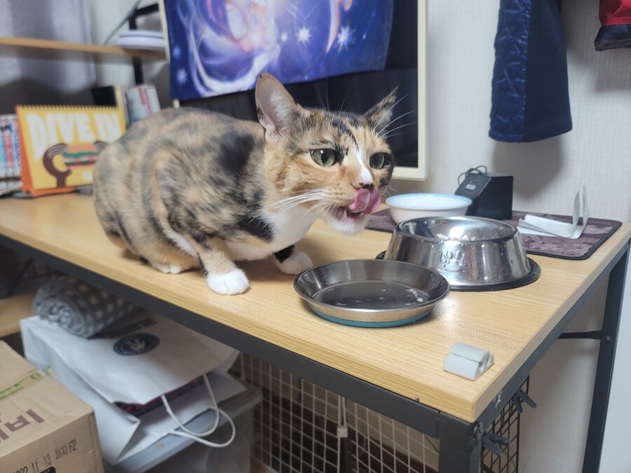 애옹이랑 반백수 유게이 늦은 저녁밥 먹어요_3.jpg