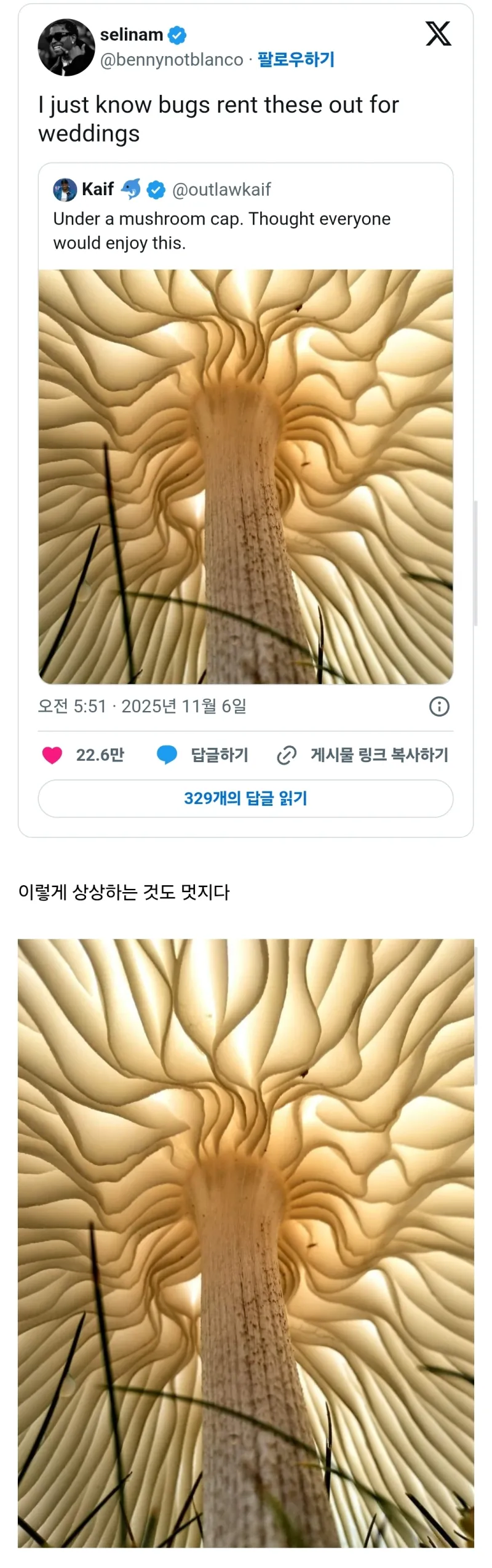 버섯을 아래에서 찍은 사진.jpg_1.webp