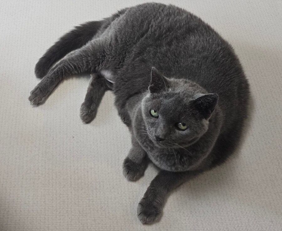 우리집 최고령 할배냥이가 냥이별로 돌아가던날.._1.jpg