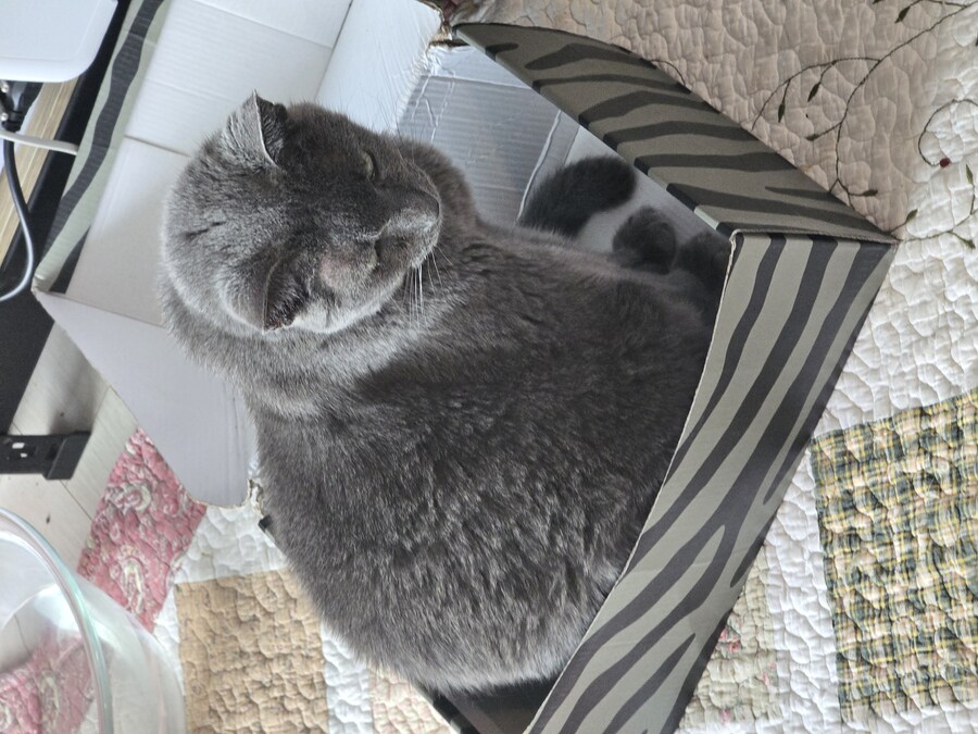 우리집 최고령 할배냥이가 냥이별로 돌아가던날.._2.jpg