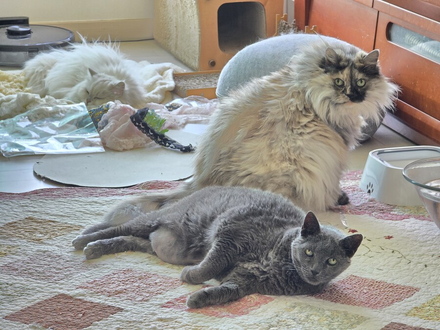 우리집 최고령 할배냥이가 냥이별로 돌아가던날.._3.jpg