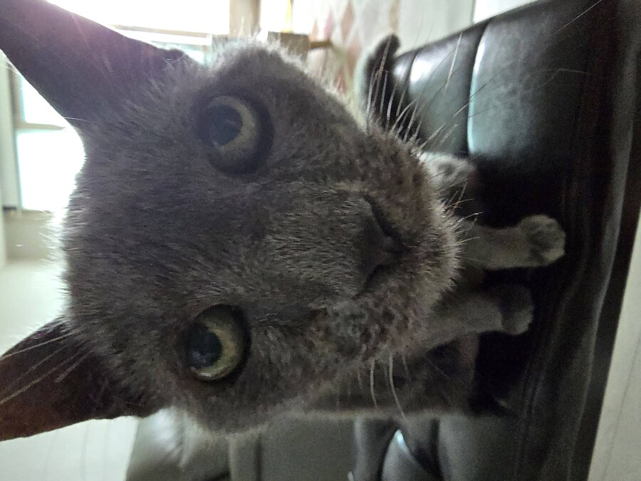 우리집 최고령 할배냥이가 냥이별로 돌아가던날.._4.jpg