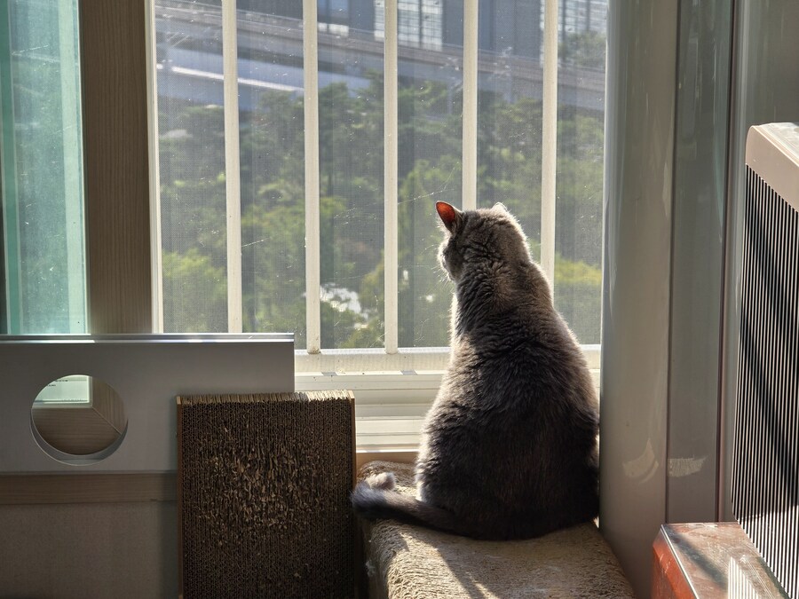 우리집 최고령 할배냥이가 냥이별로 돌아가던날.._6.jpg